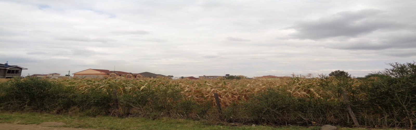 Karuguru, Ruiru, ,Land,For Sale,Karuguru,1031